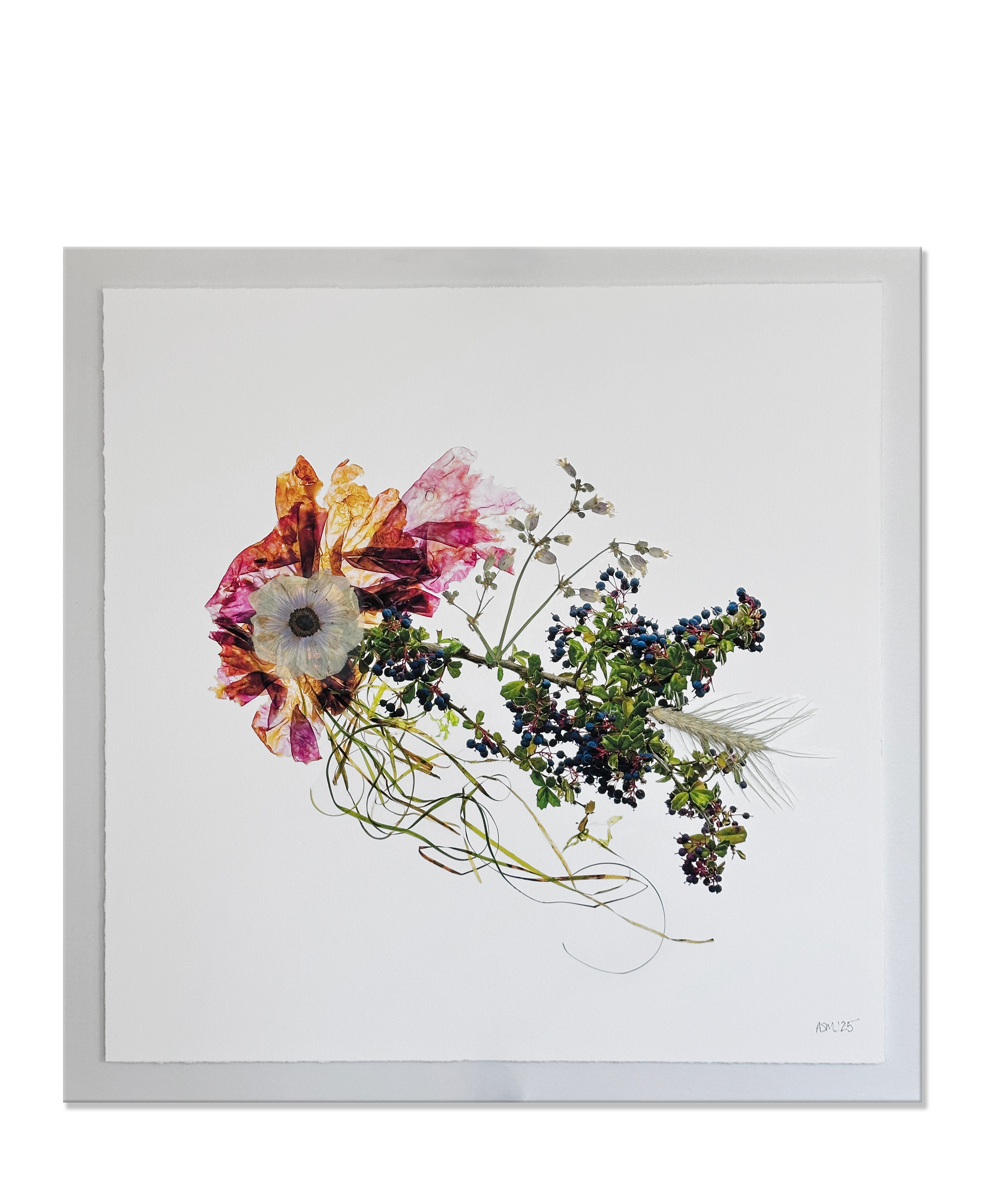 AM525 BLOSSARA