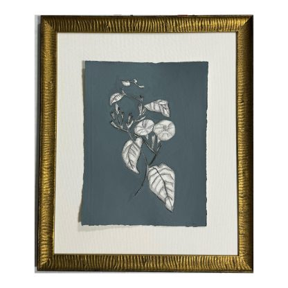 JG325 DENIMES MORNING GLORY