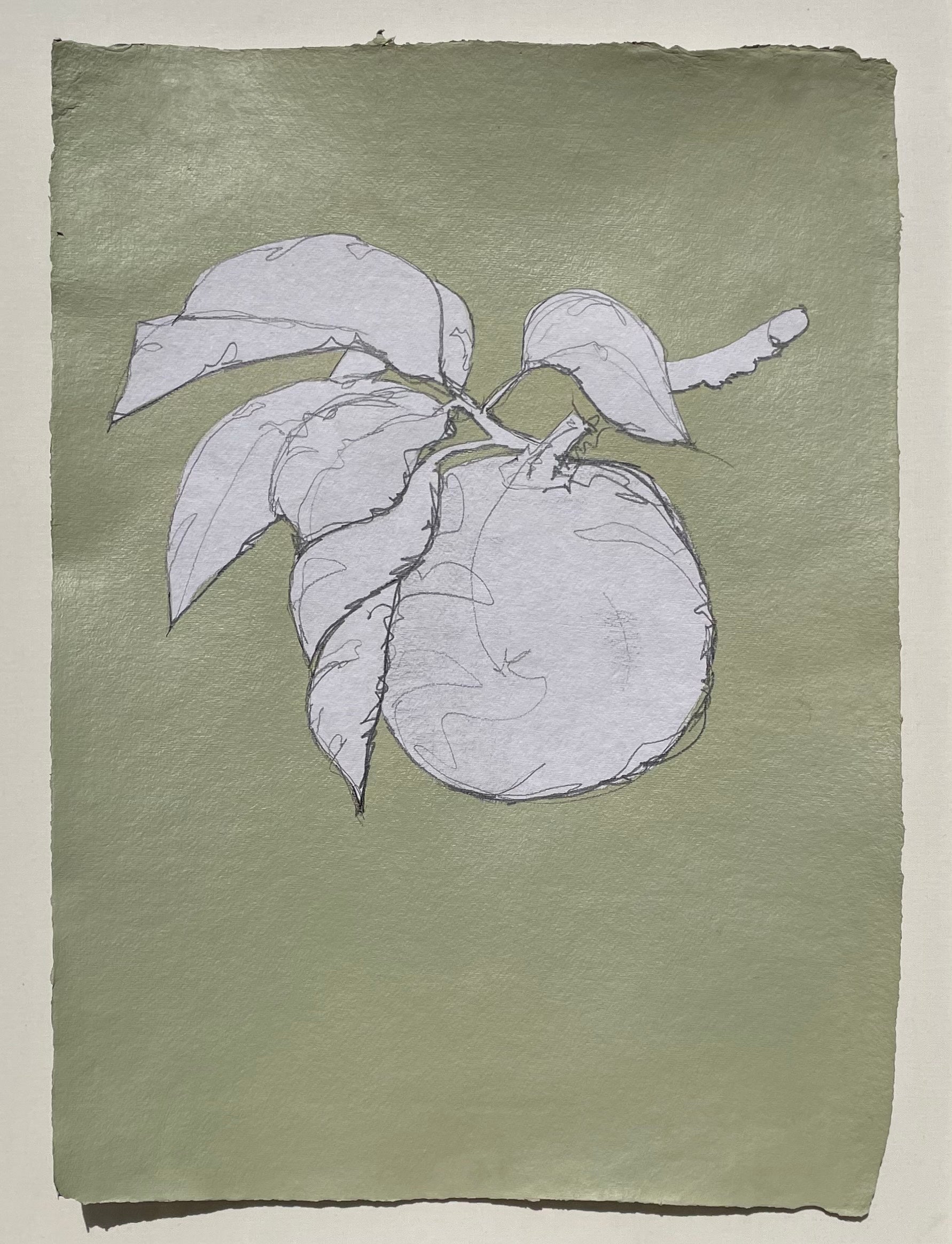 JG24 COOKING APPLE GREEN APPLE