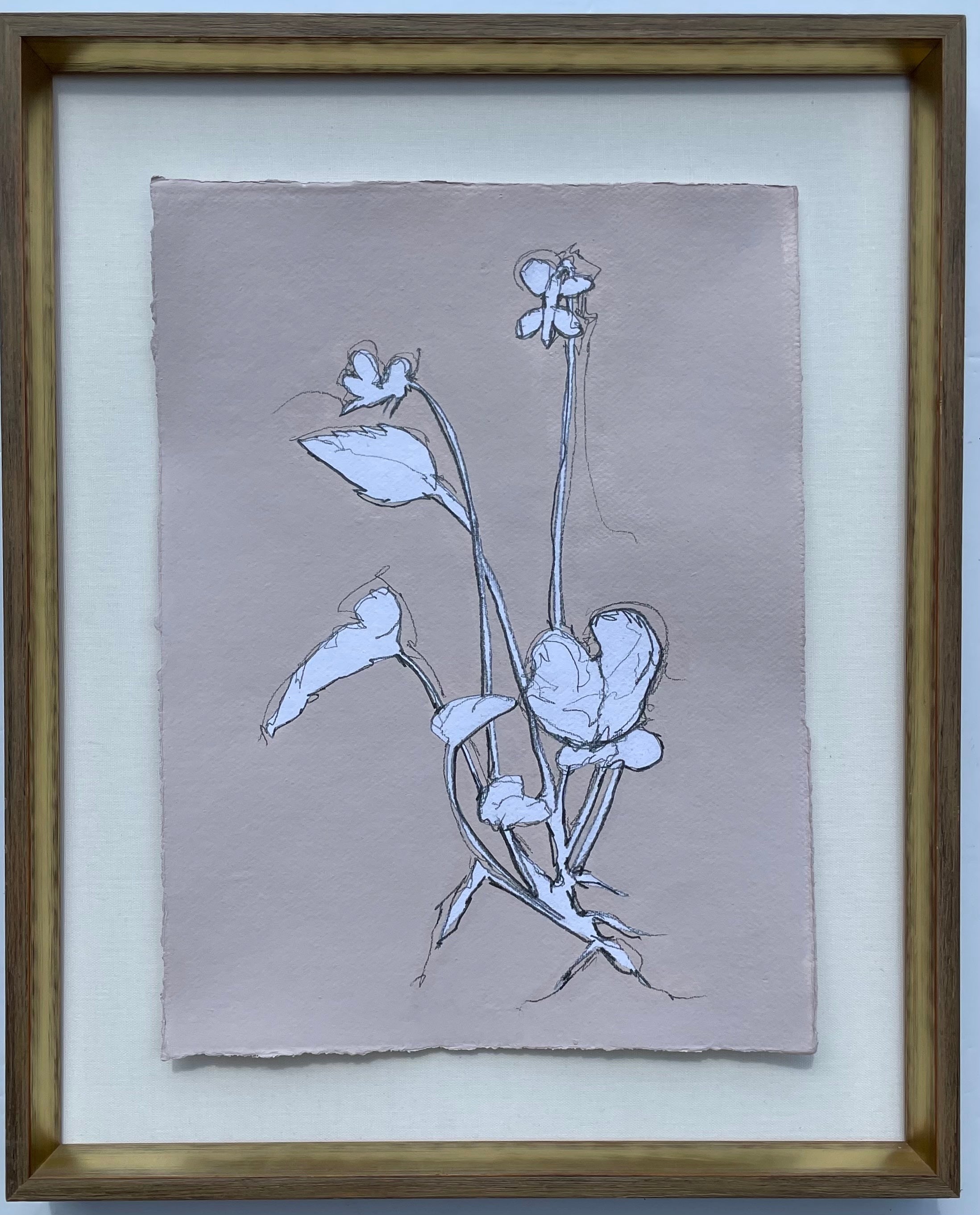 JG24 CALAMINE VIOLA 1