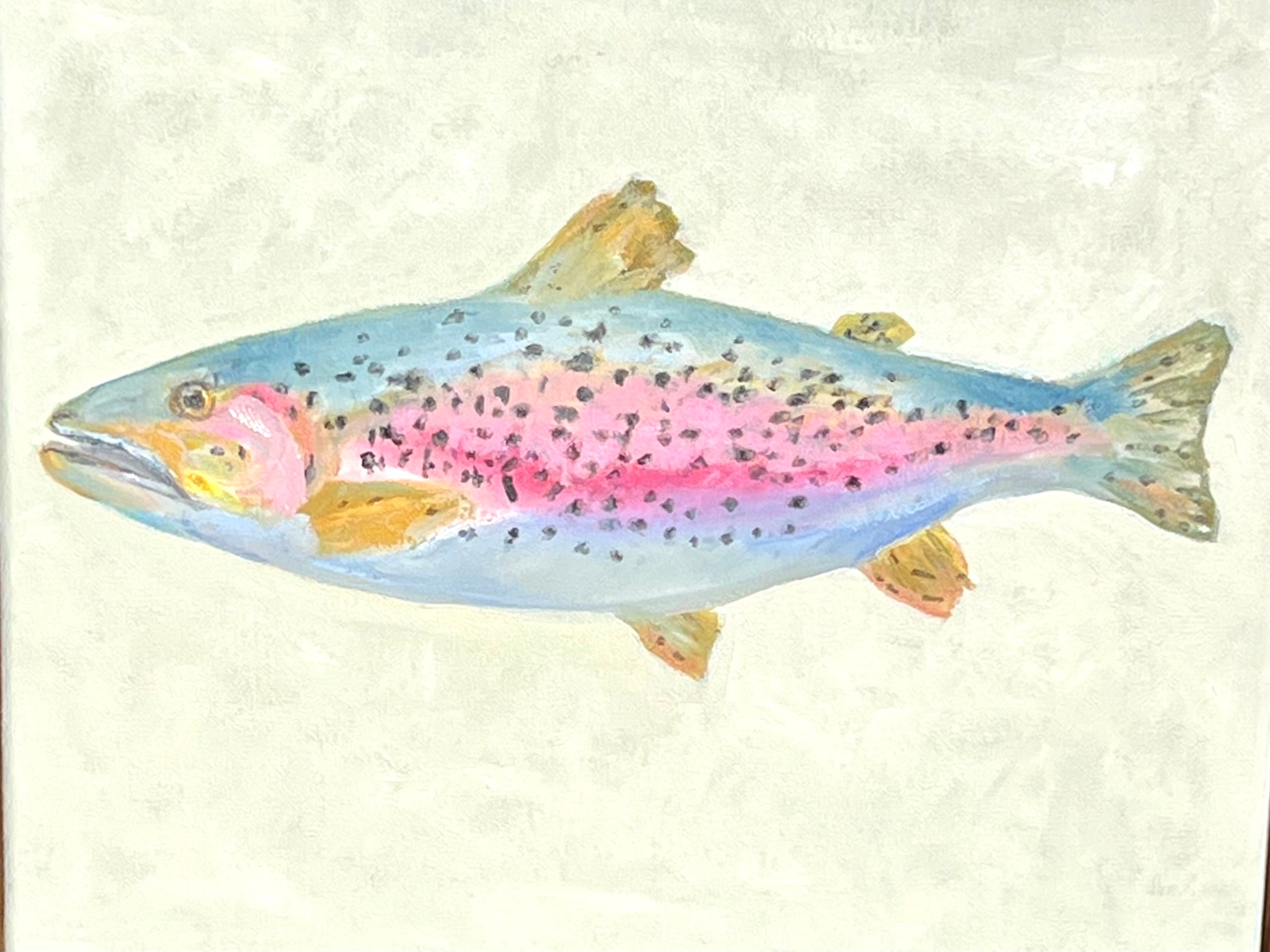 MKW25 (22) PINK RAINBOW