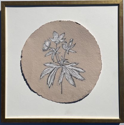 JG325 SHRIMP ANEMONE