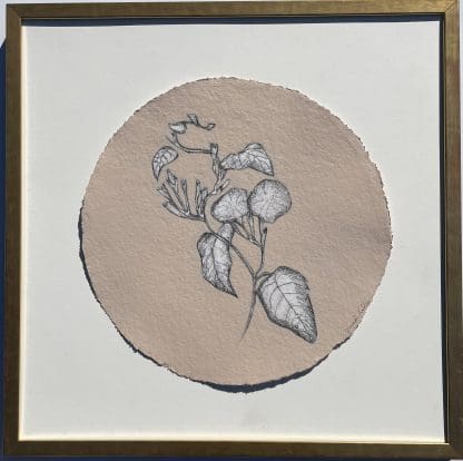 JG325 SHRIMP MORNING GLORY