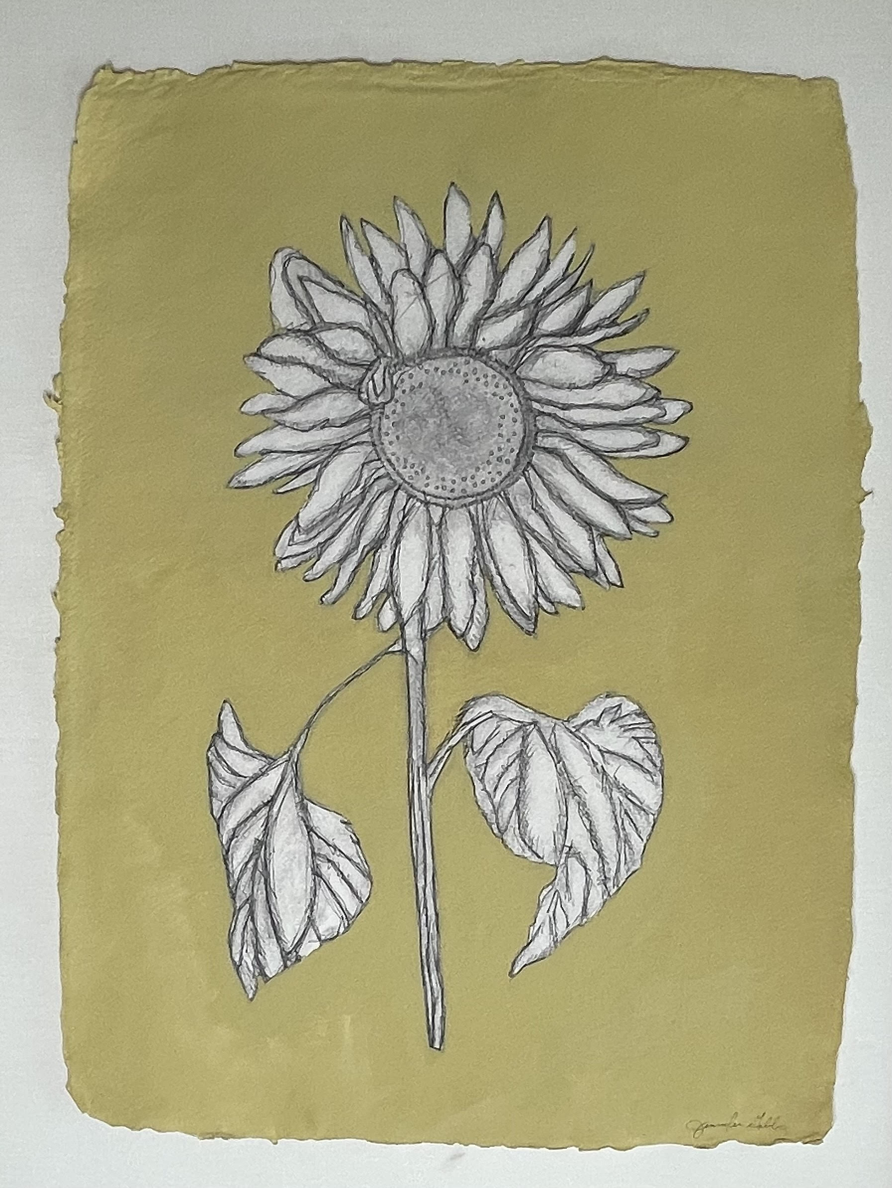 JG24 SUDBURY SUNFLOWER