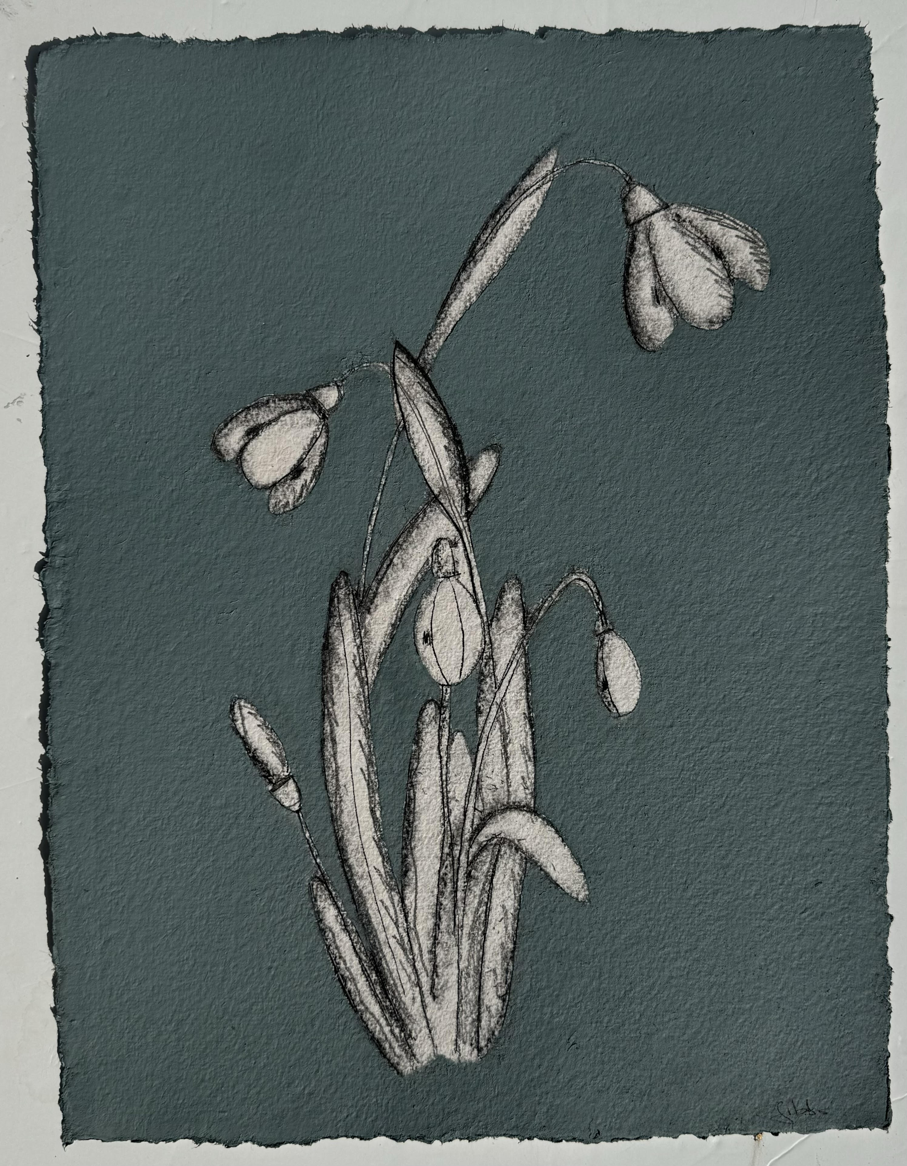 JG24 DENIMES SNOWDROP