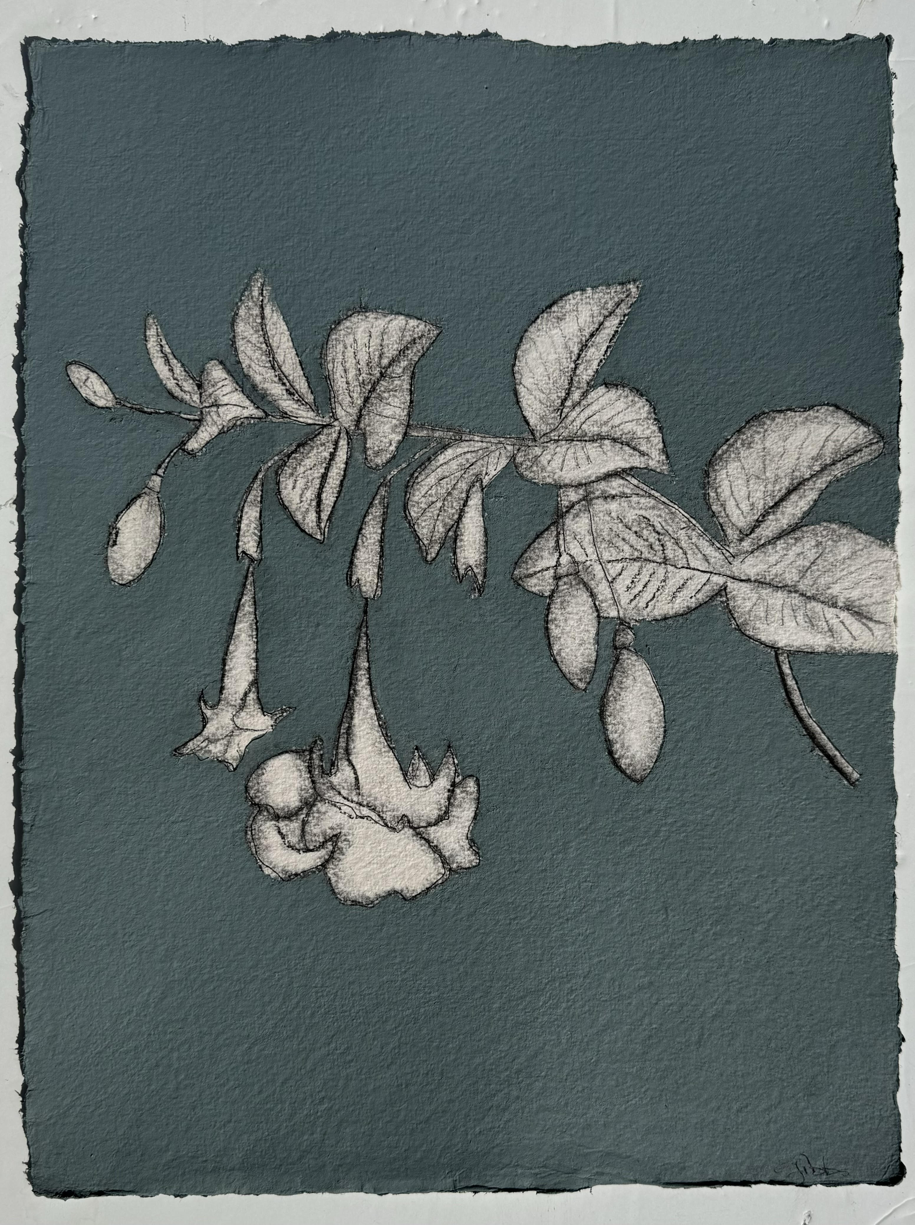 JG24 DENIMES ANGEL TRUMPET