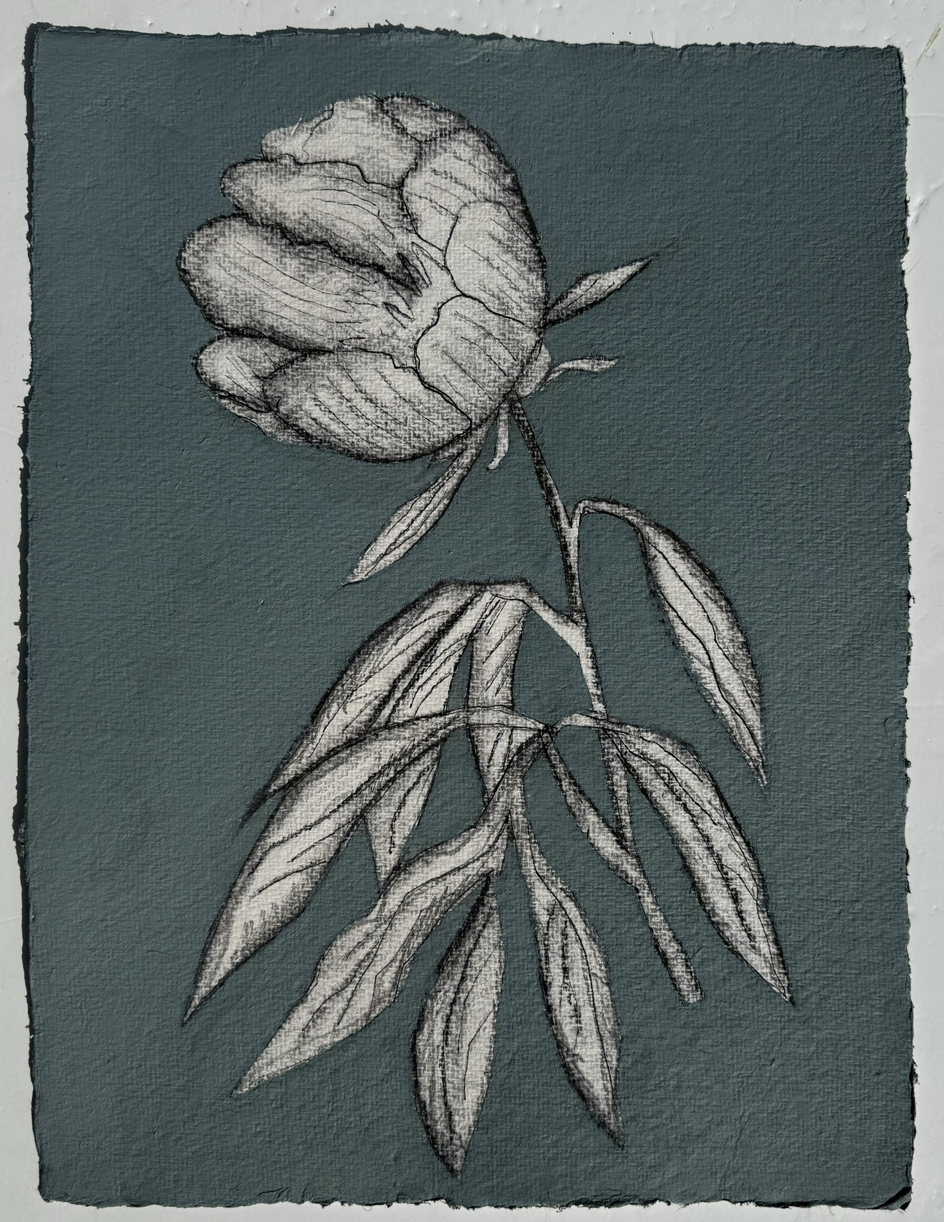 JG24 DENIMES MAGNOLIA