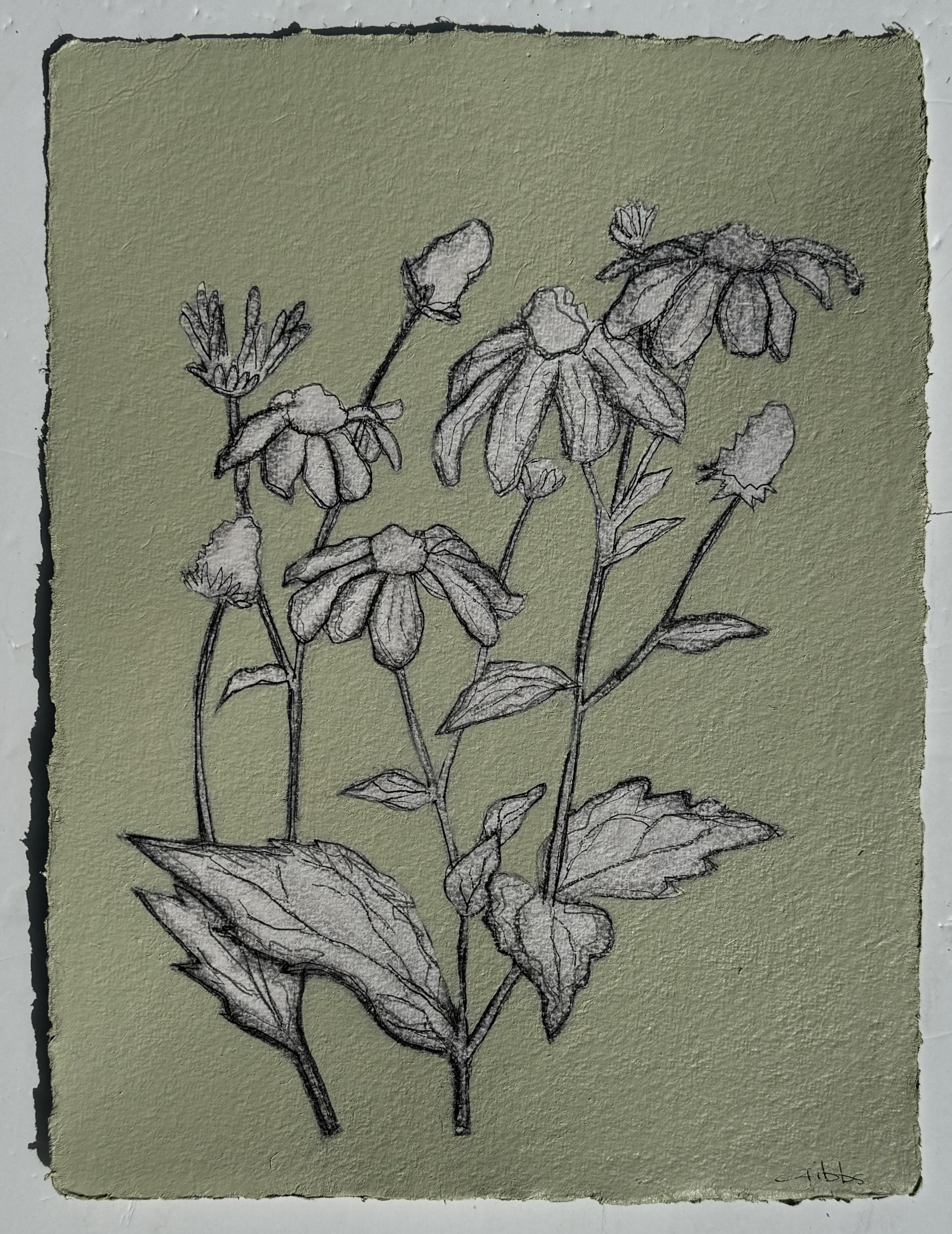 JG24 COOKING APPLE GREEN CONEFLOWERS