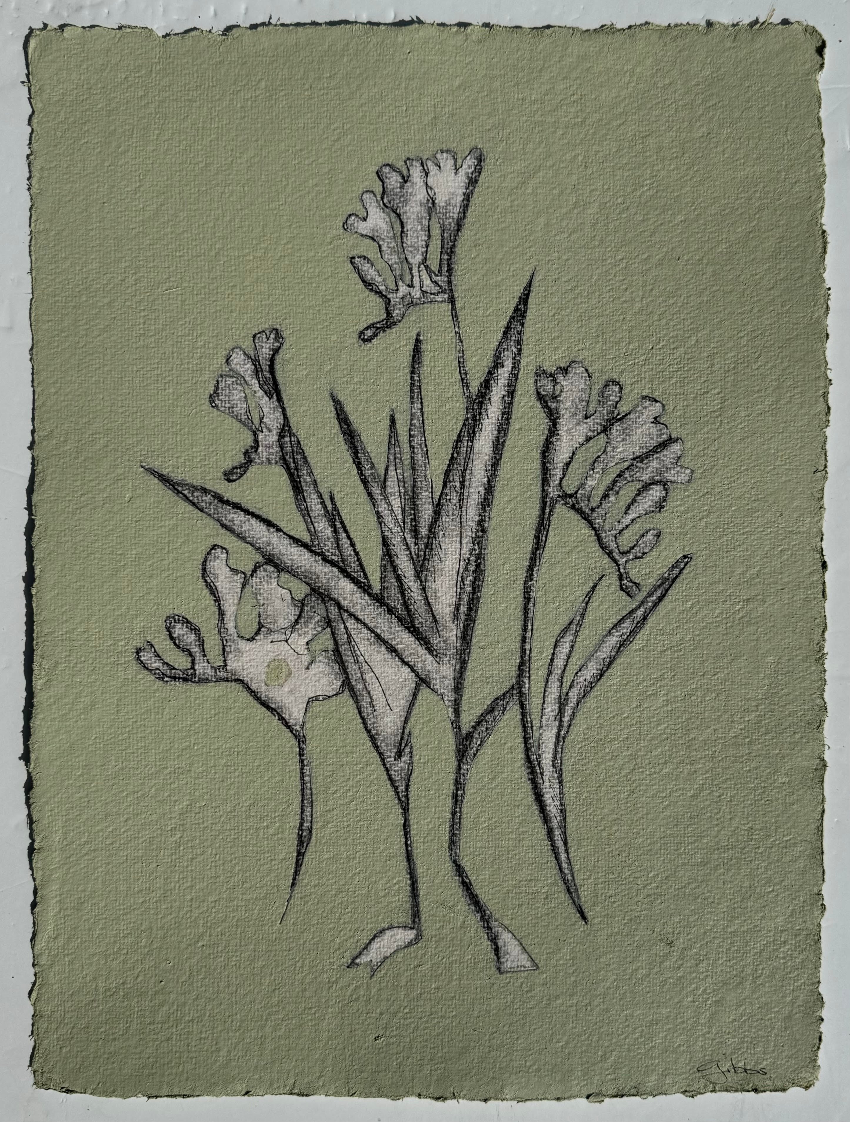 JG24 COOKING APPLE GREEN FREESIA